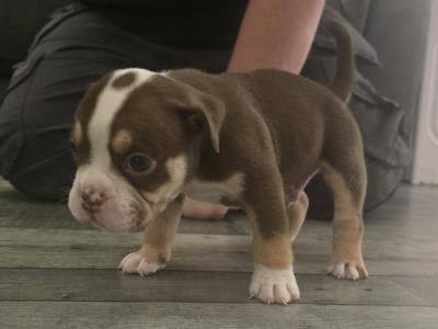 Olde English Bulldog puppies