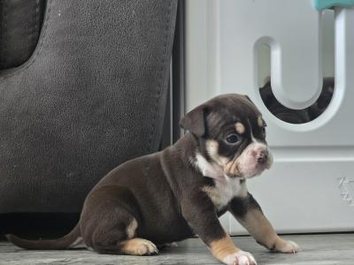 Olde English Bulldog puppies