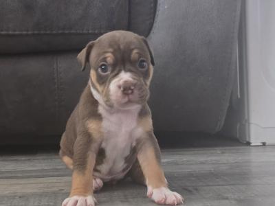 Olde English Bulldog puppies