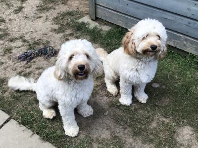 Beautiful female Cockapoos in Kilkenny