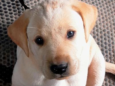 Labrador puppies in Roscommon