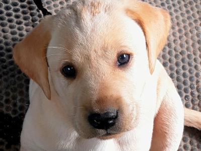 Labrador puppies in Roscommon
