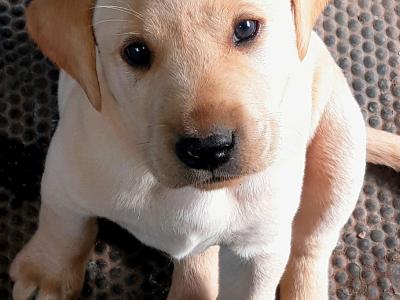 Labrador puppies in Roscommon
