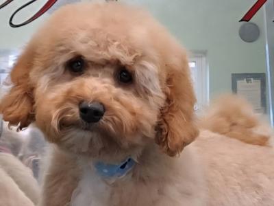 Poochon for stud in Clare