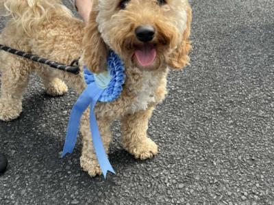 Poochon for stud in Clare