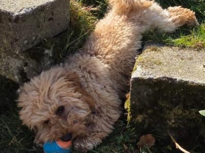 Poochon for stud in Clare