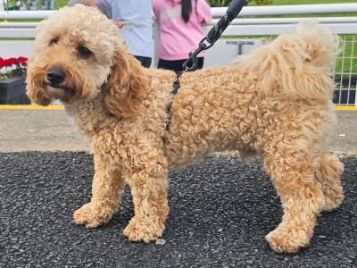 Poochon for stud in Clare