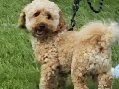 Poochon for stud in Clare