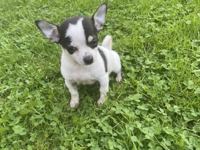 2 beautiful purebred Chihuahua puppies in Galway ready for new homes
