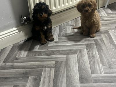 Top class Cavapoo puppies (Rare Colours ))🐶🐶 in Kilkenny