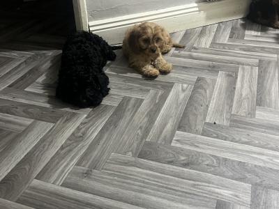Top class Cavapoo puppies (Rare Colours ))🐶🐶 in Kilkenny