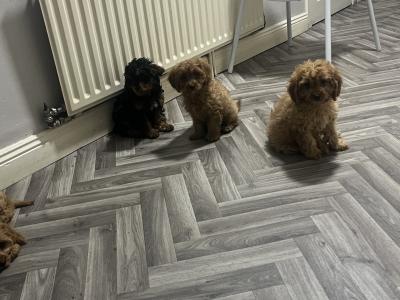 Top class Cavapoo puppies (Rare Colours ))🐶🐶 in Kilkenny