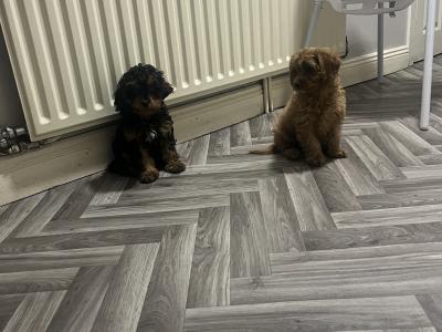 Top class Cavapoo puppies (Rare Colours ))🐶🐶 in Kilkenny