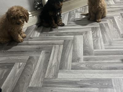 Top class Cavapoo puppies (Rare Colours ))🐶🐶 in Kilkenny