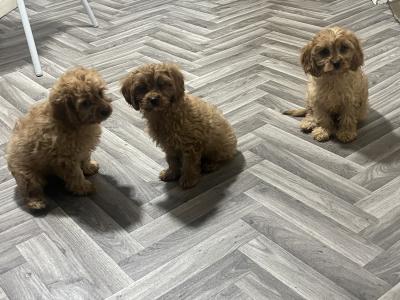 Top class Cavapoo puppies (Rare Colours ))🐶🐶 in Kilkenny