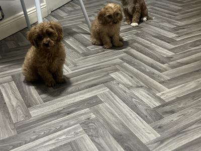 Top class Cavapoo puppies (Rare Colours ))🐶🐶 in Kilkenny