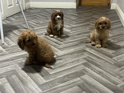 Top class Cavapoo puppies (Rare Colours ))🐶🐶 in Kilkenny