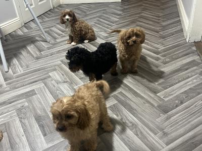 Top class Cavapoo puppies (Rare Colours ))🐶🐶 in Kilkenny