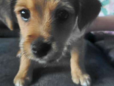 Yorkshire Terrier x Jack Russell puppies for sale in Leitrim