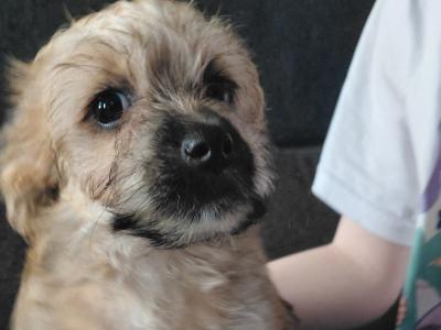 Yorkshire Terrier x Jack Russell puppies for sale in Leitrim