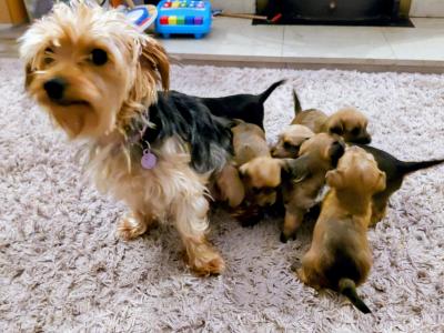Yorkshire Terrier x Jack Russell puppies for sale in Leitrim