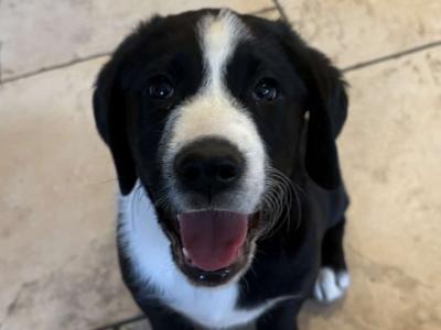 Labrador pups for sale in Cavan