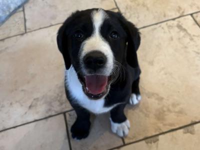 Labrador puppies for sale in Cavan