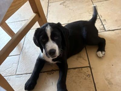 Labrador puppies for sale in Cavan