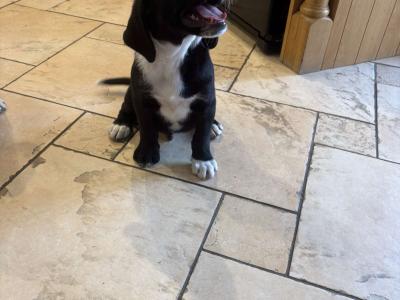 Labrador puppies for sale in Cavan