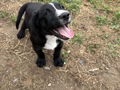 Labrador puppies for sale in Cavan
