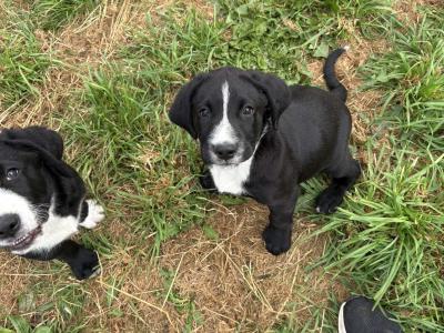 Labrador puppies for sale in Cavan