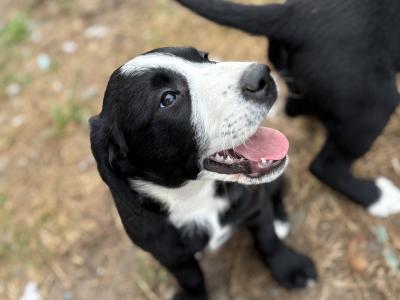 Labrador puppies for sale in Cavan