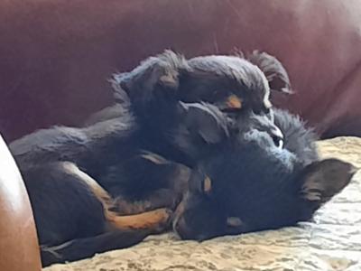 Chihuahua puppies for sale in Tipperary