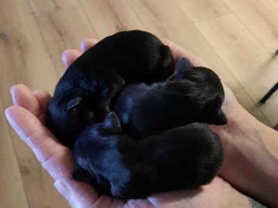 Chihuahua puppies for sale in Tipperary