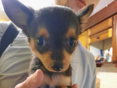 Chihuahua puppies for sale in Tipperary