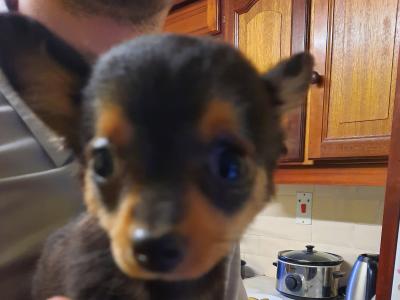 Chihuahua puppies for sale in Tipperary