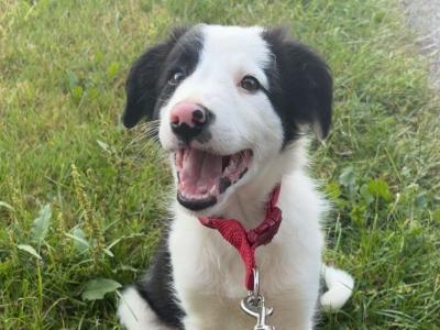 Female Border Collie puppy for sale in Kilkenny