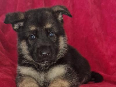 German Shepherd puppies in Clare