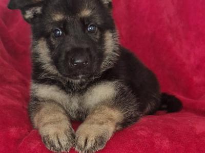 German Shepherd puppies in Clare