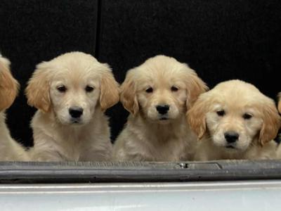 Fabulous Golden Retriever puppies for sale in Cavan