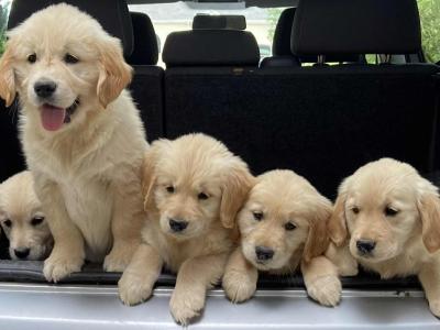 Fabulous Golden Retriever puppies for sale in Cavan