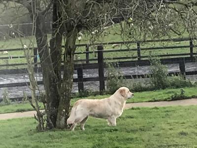 Fabulous Golden Retriever puppies for sale in Cavan