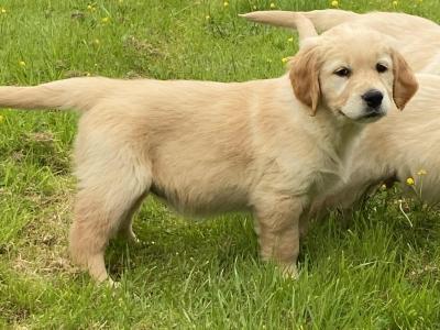 Fabulous Golden Retriever puppies for sale in Cavan