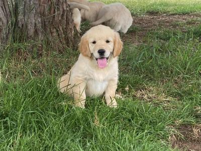 Fabulous Golden Retriever puppies for sale in Cavan