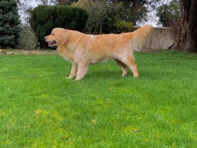 Fabulous Golden Retriever puppies for sale in Cavan
