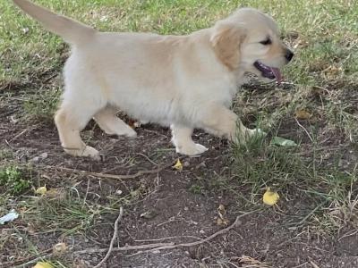 Fabulous Golden Retriever puppies for sale in Cavan