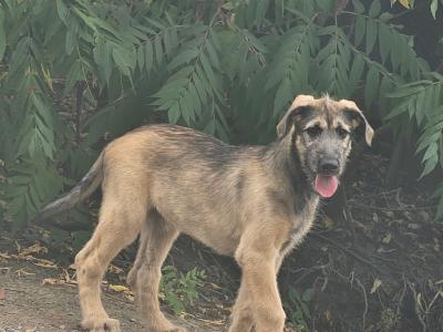 Gentle & Playful IKC Registered Irish Wolfhound puppies in Wexford – ready for Loving homes