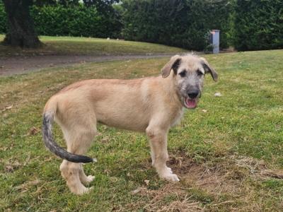 Gentle & Playful IKC Registered Irish Wolfhound puppies in Wexford – ready for Loving homes