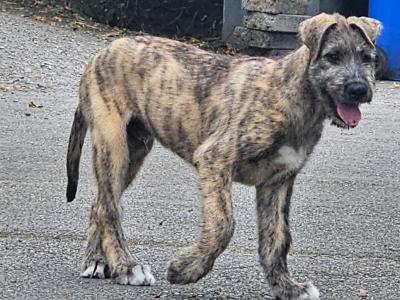 Gentle & Playful IKC Registered Irish Wolfhound puppies in Wexford – ready for Loving homes