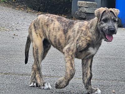 Gentle & Playful IKC Registered Irish Wolfhound puppies in Wexford – ready for Loving homes